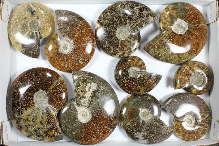 Lot: Polished Ammonites ( - ) - Pieces #101599